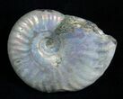 Inch Silver Iridescent Ammonite From Madagascar #1966-1